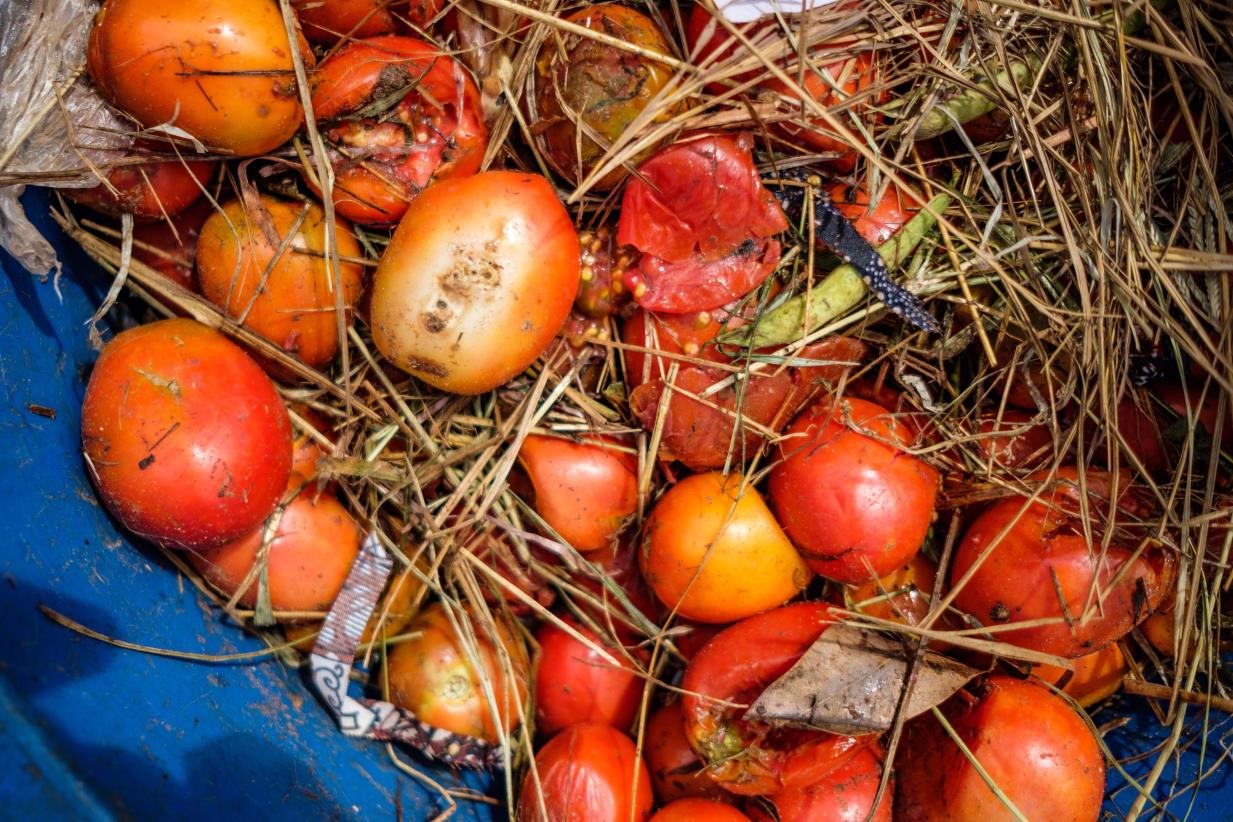 FAO and UNEP join hands to Prevent Food Waste in the Arab region