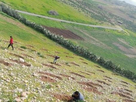 FAO, ICARDA establish small-scale agro-silvo-pastoral test site in Jordan to raise awareness, promote ecosystem services enhancement