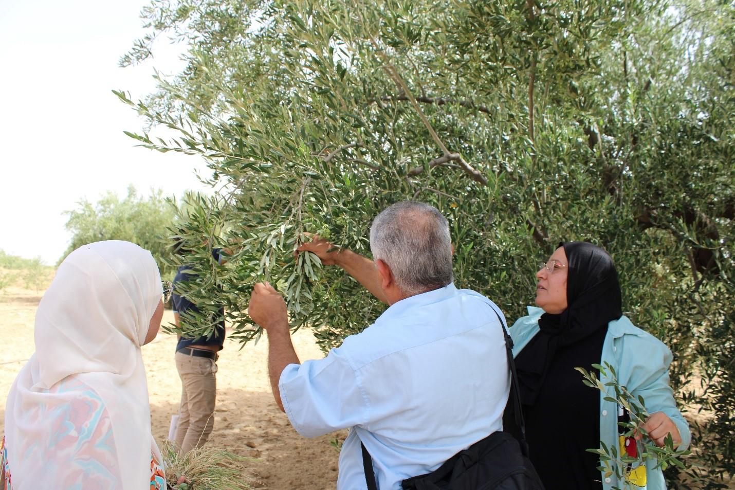 FAO strengthens capacity of Agriculture Extension and Training Agency in Farmer Field Schools approach
