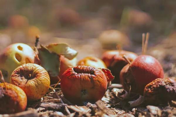 Towards a Regional Framework of Action for food loss and waste reduction in the Near East and North Africa region