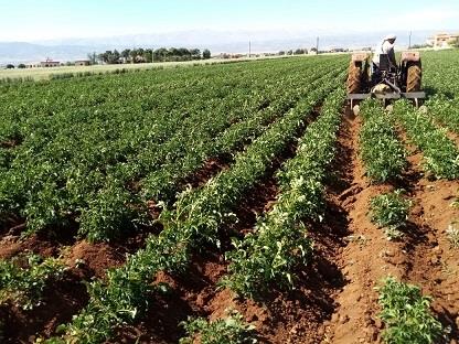 Potato farmers in Baalbek shifting to a more environmentally sustainable and economically feasible approach to growing potatoes