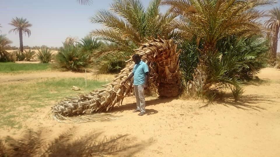 Libya joins the race to eradicate Red Palm Weevil