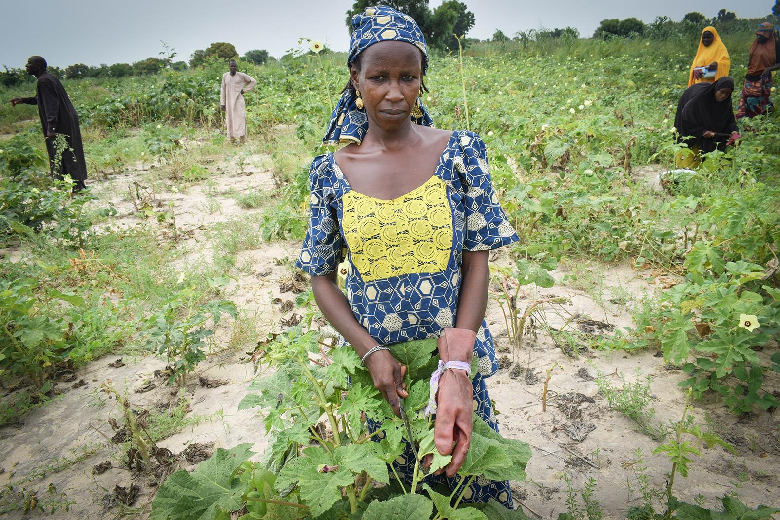 FAO and the Mohammed bin Rashid Al Maktoum Global Initiatives join forces to boost agriculture and food security in northeastern Nigeria