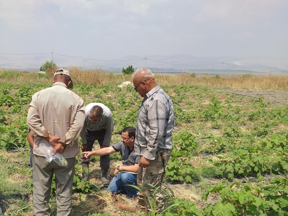 Yousef Assi: “After participating in the farmer field school, I learned the best practices”