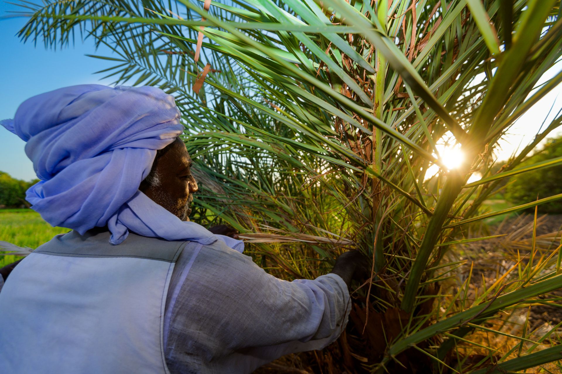 FAO Regional Webinar Highlights Milestones in Red Palm Weevil Eradication