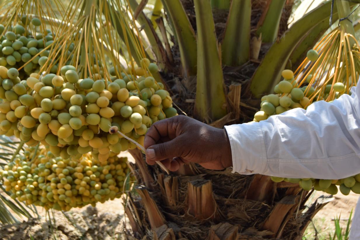 FAO builds the capacity of date palm farmers on integrated management of red palm weevil