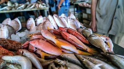 World Environment Day 2022: Focus on the eastern Mediterranean Sea – a hotspot for non-indigenous species