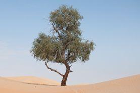 Enhancing forest potential for climate action in NENA countries
