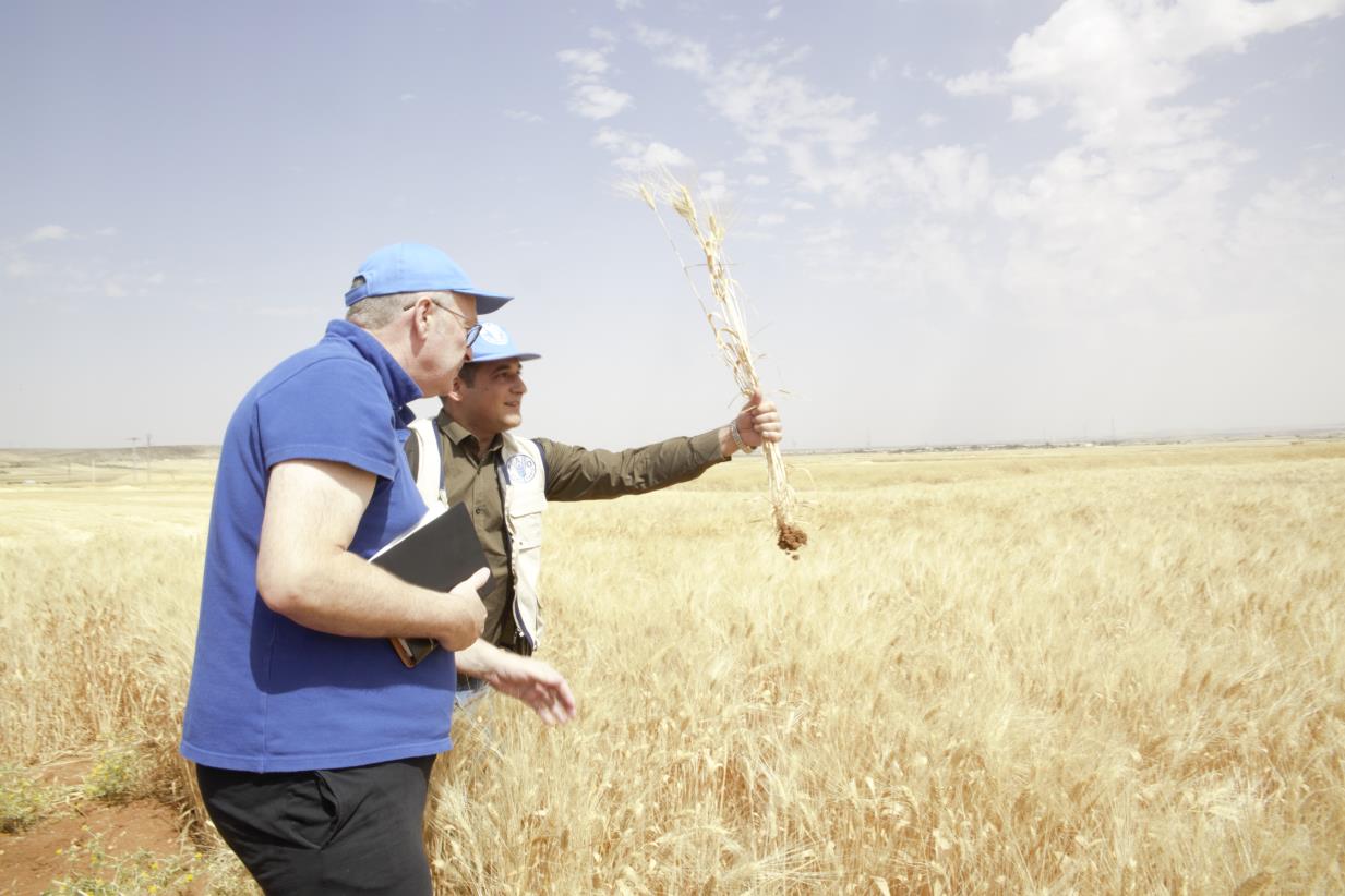 FAO and DFID collaboration to recover the seed multiplication system in the Syrian Arab Republic