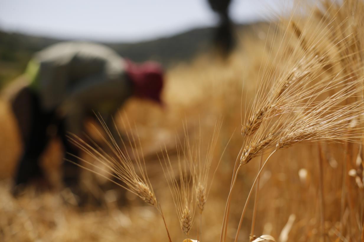 Modern technologies boost national capacity to update Syria’s figures on cereal production