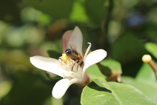 abeille