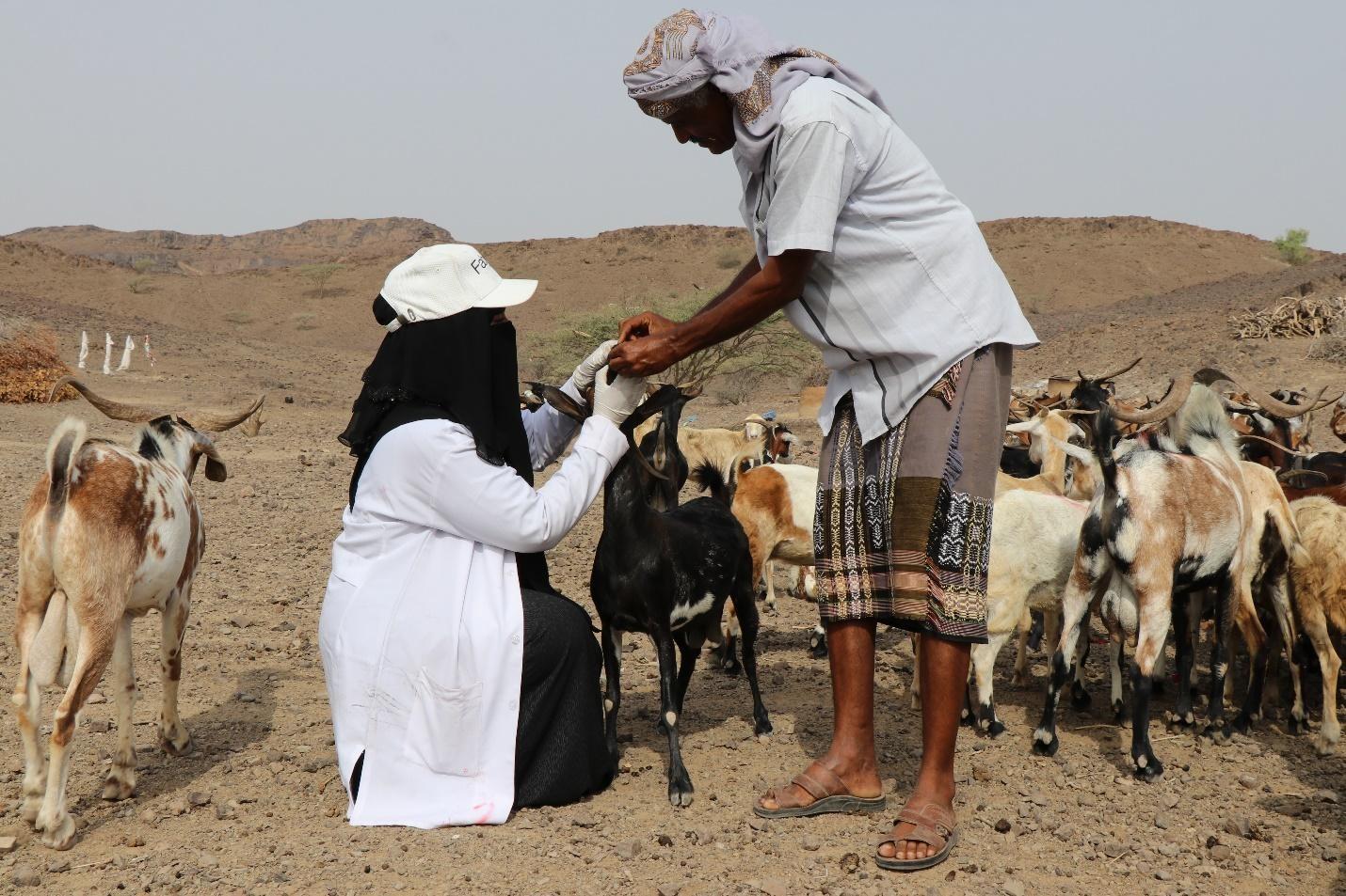 FAO Supports Smallholder’s Resilience in Yemen through Animal Disease Control, Vaccination and Mass Treatment Campaigns