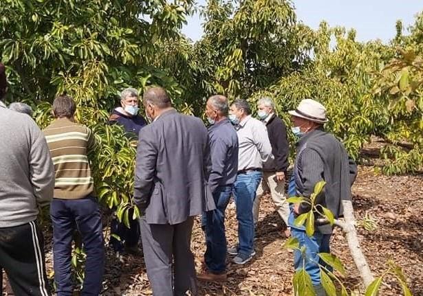 Farmer Field Schools contribute to improving Avocado production in Qalqilya Governorate, Palestine