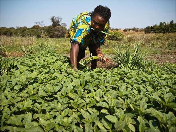 Harnessing local agriculture production to create healthy diets
