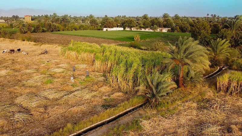 Advancing regional priorities on climate change, agriculture and food security at COP28