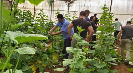 Prospering the potential of cucumber cultivation by participation in knowledge sharing through Farmer Field Schools in Palestine.