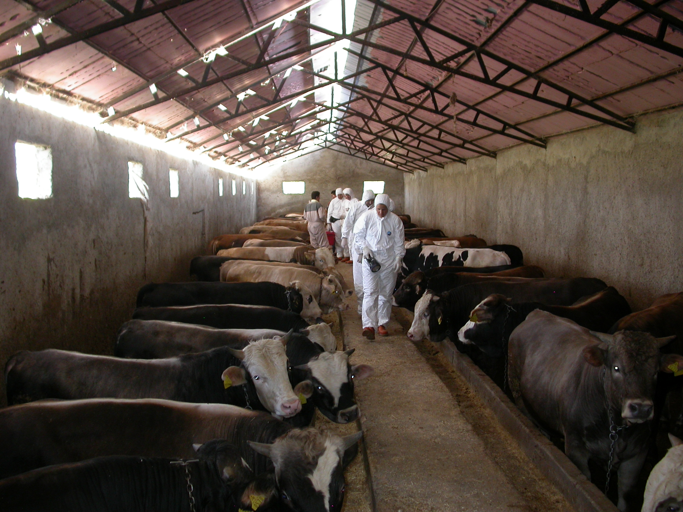 FAO launches the Progressive Control Pathway for Foot-and-Mouth Disease (PCP-FMD) Support Officer (PSO) induction virtual training