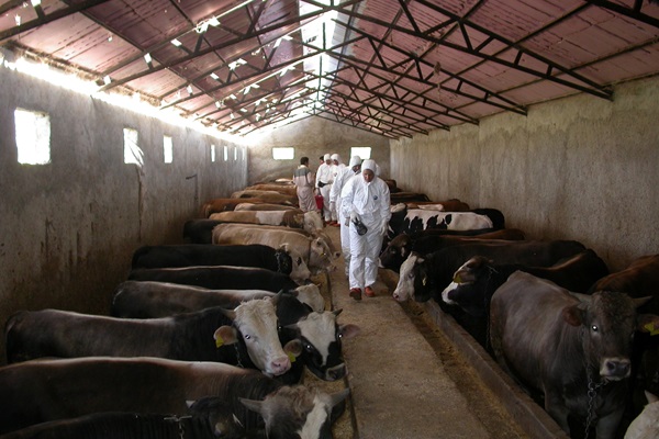 cattle-barn-investigation-team-yurtbasi