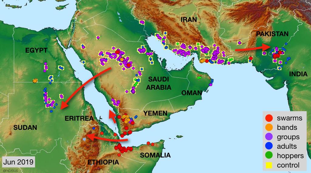 FAO warns against desert locust outbreak in Yemen and calls for emergency meeting in Cairo