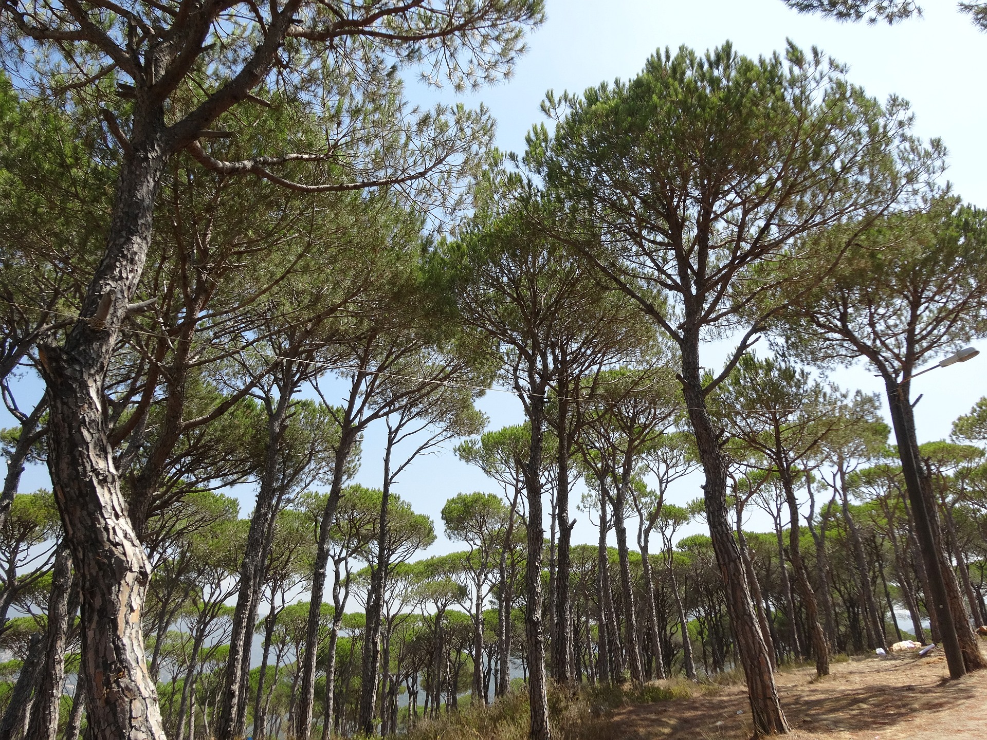 The 27th Session of the Committee on Forestry showcases NENA's forestry innovations