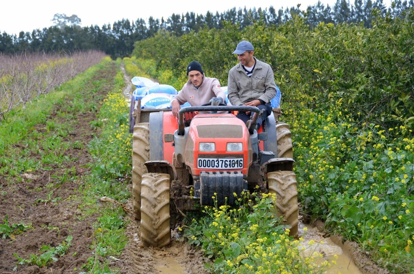 Two Farmers Field Schools starting soon at the El Hamiz perimeter in Algeria