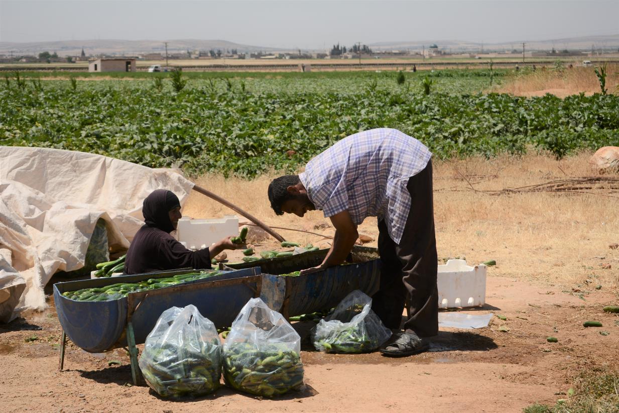 FAO and Japan Improve Technology Use in Syria by Enhancing Experts’ Capabilities