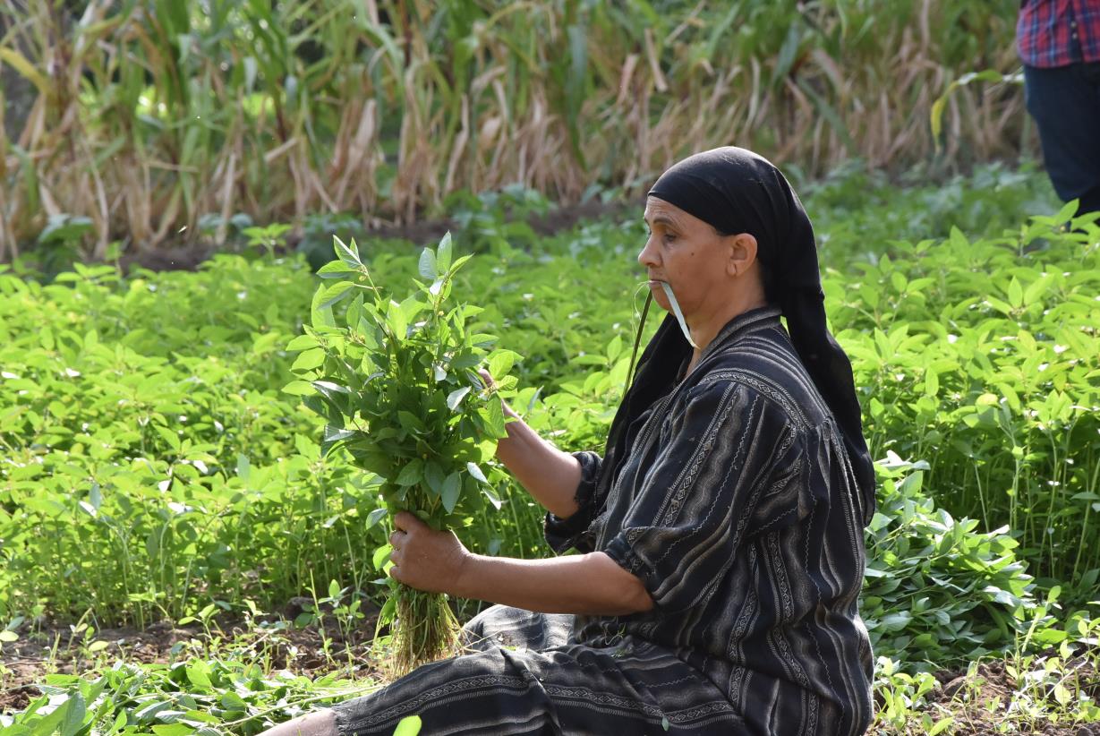 FAO and Arab Women Organization hold "Gender Statistics in the Field of Agriculture" Workshop
