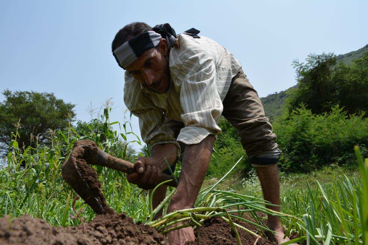FAO marks World Food Week and World Food Day in Yemen with creativity and resilience