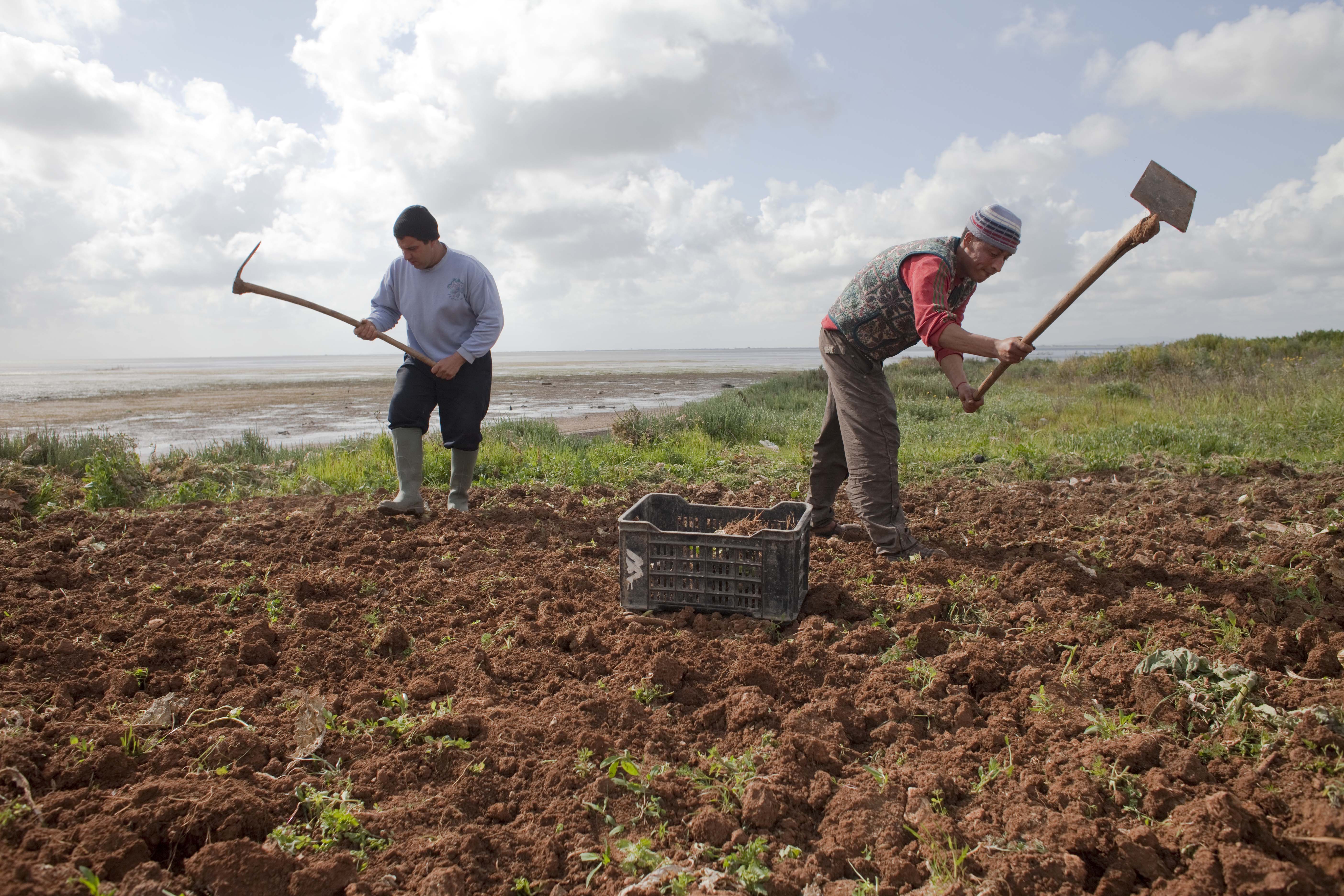 FAO calls for strategic investment in land restoration to combat drought and desertification in the NENA region