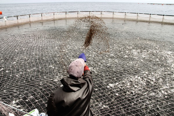 FAO and GEF launch RedSeaFish Project to promote sustainable fisheries management