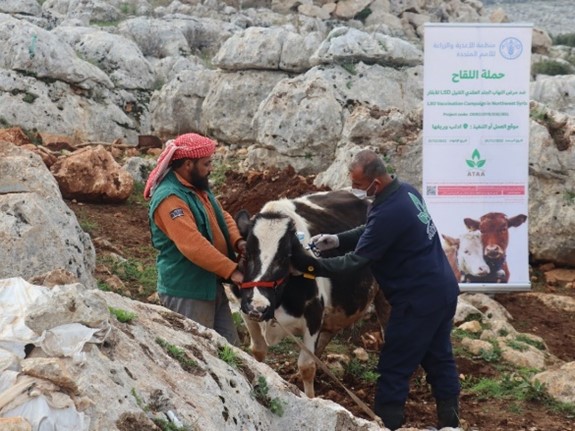 FAO completes mass vaccination campaign against Lumpy Skin Disease in Northwest Syria