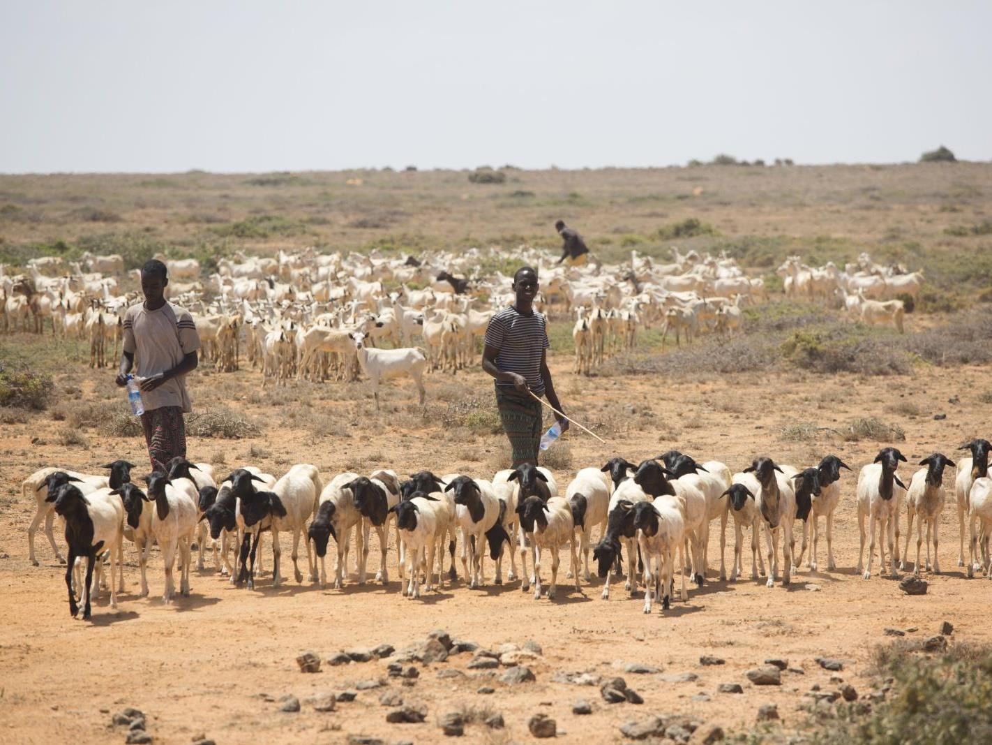 A new partnership between FAO and the Qatar Fund for Development targets food insecurity in Somalia