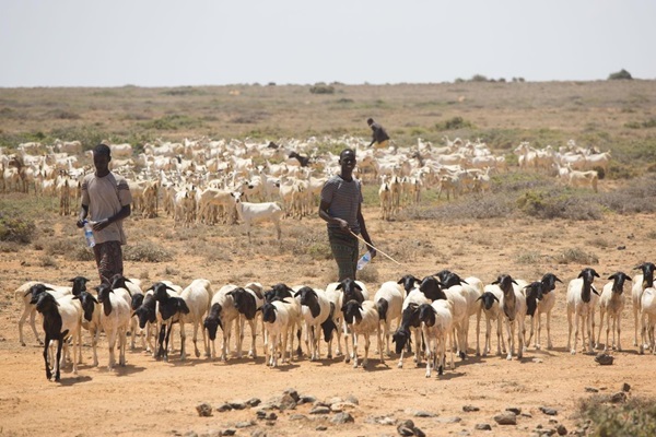 FAO-QFFD-Somalia
