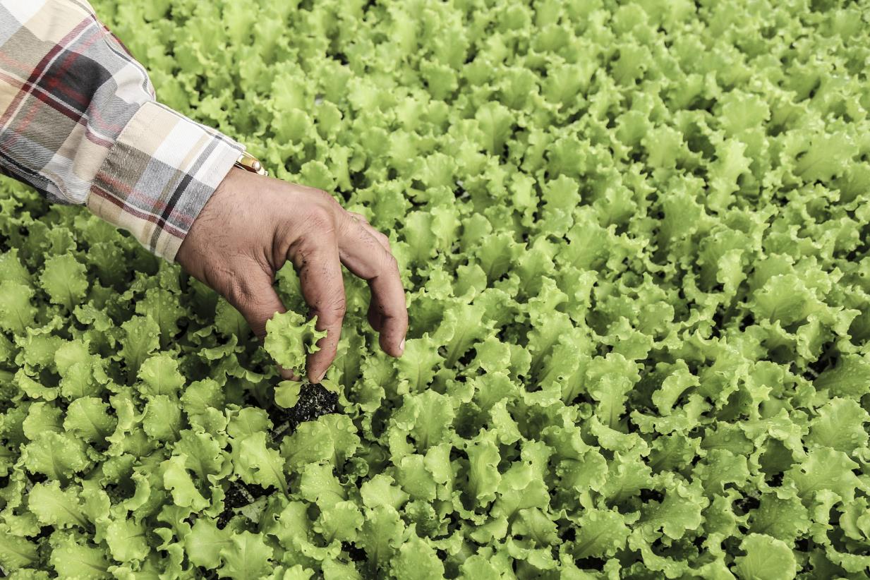 Albania, Jordan, and Morocco: FAO project to accelerate food systems transformation pathways