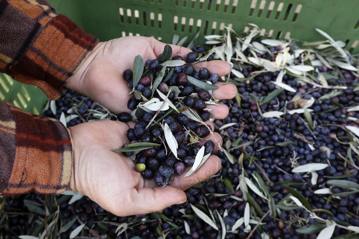 FAO trains experts to upgrade value chains of Special Agriculture Products