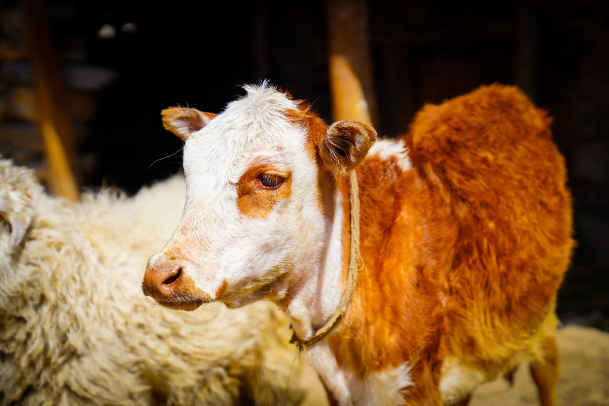 FAO launches bilingual training course on Lumpy Skin Disease preparedness for NENA region