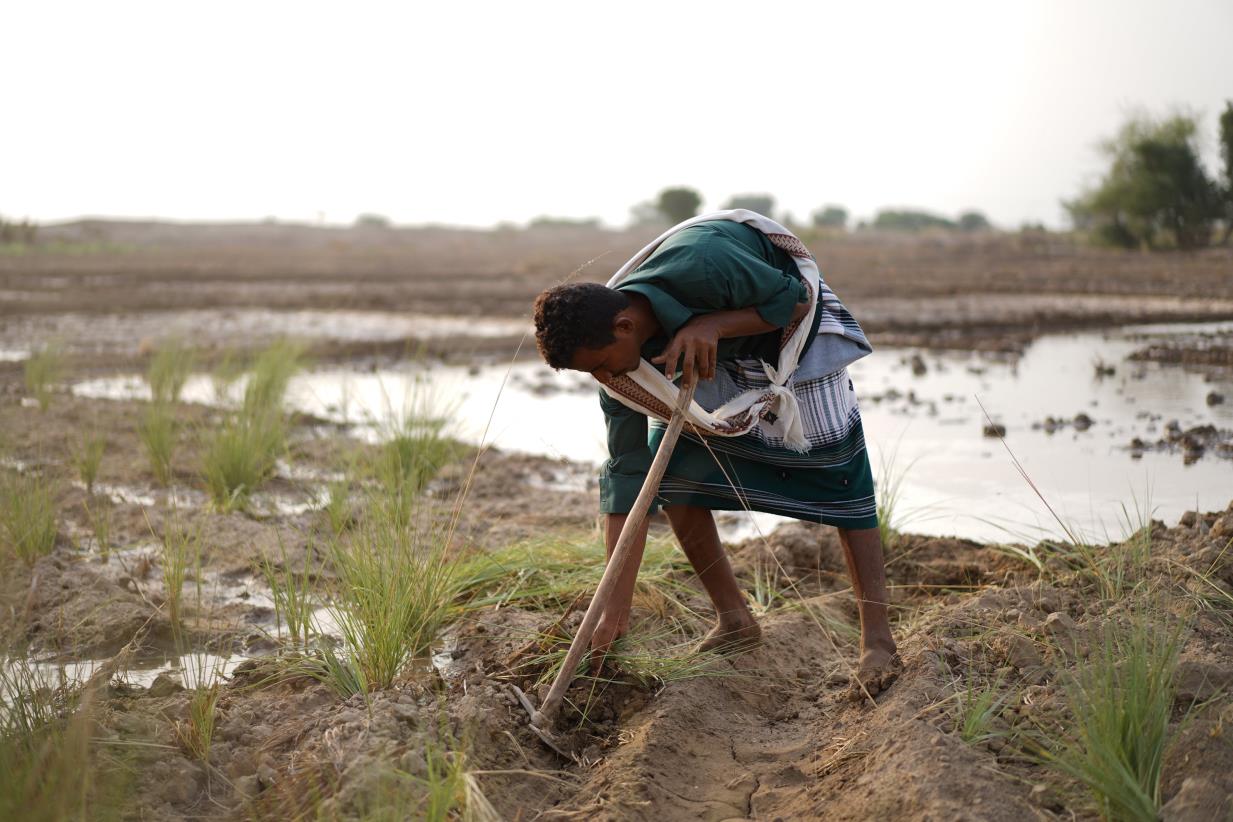 Yemen: FAO welcomes an additional $150 million multi-agency contribution from the World Bank to strengthen resilience and address growing food insecurity