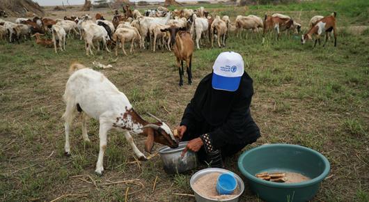 Japan boosts FAO’s efforts to reduce acute food insecurity of conflict and Covid-19 affected population in Yemen
