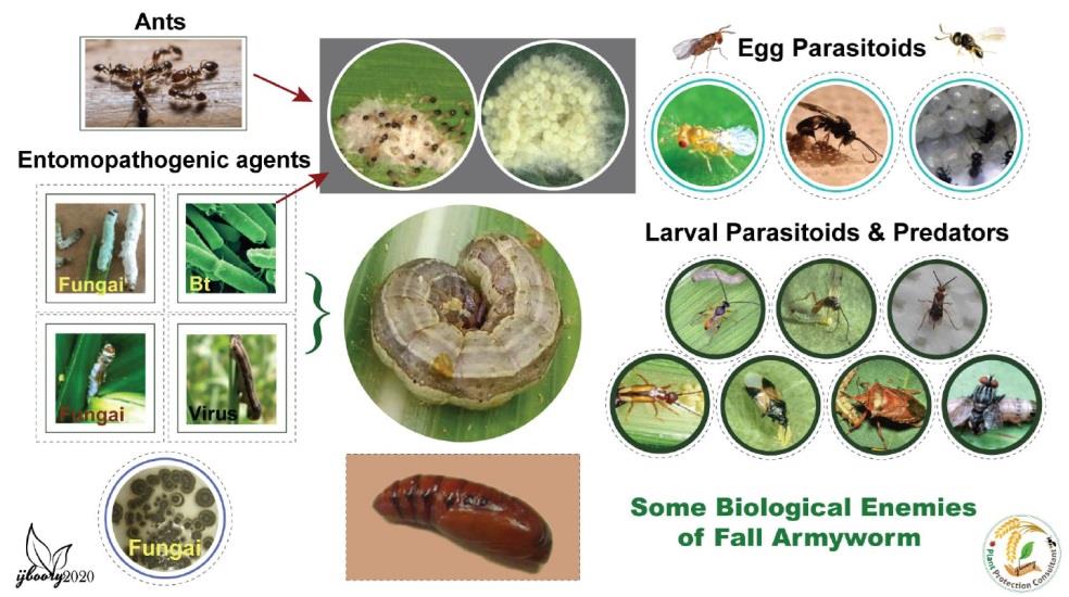 A Virtual training workshop on biological control of Fall Armyworm in Near East and North Africa