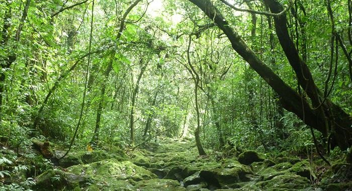 forests-meta