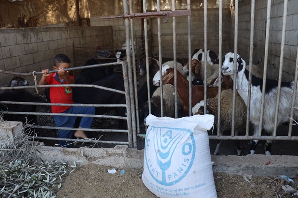 gaza-livestock-1f013cf6b-cdbf-4771-bcad-bd44c1333f20