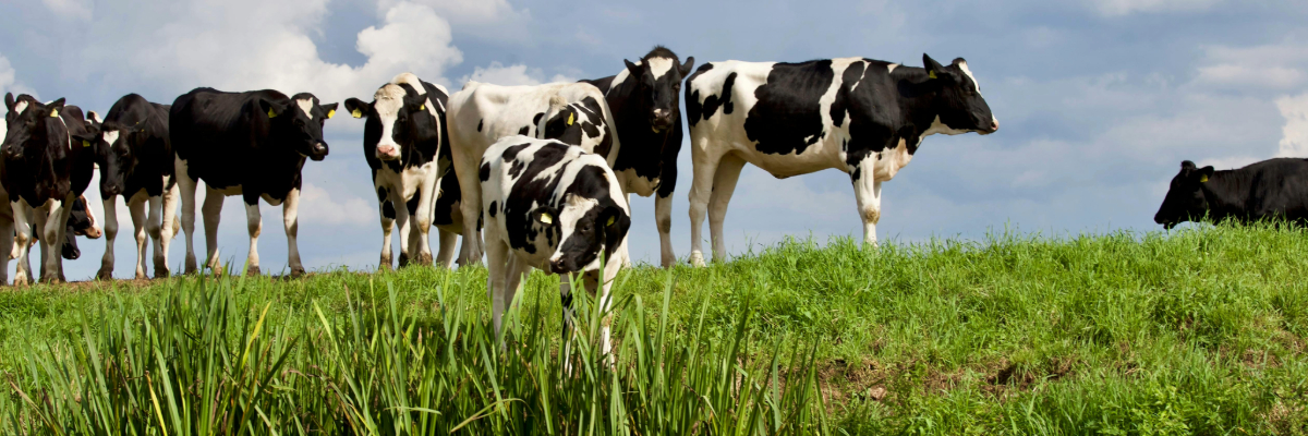 FAO warns: Enhanced awareness and action needed amid foot-and-mouth disease outbreaks in Europe and the Near East