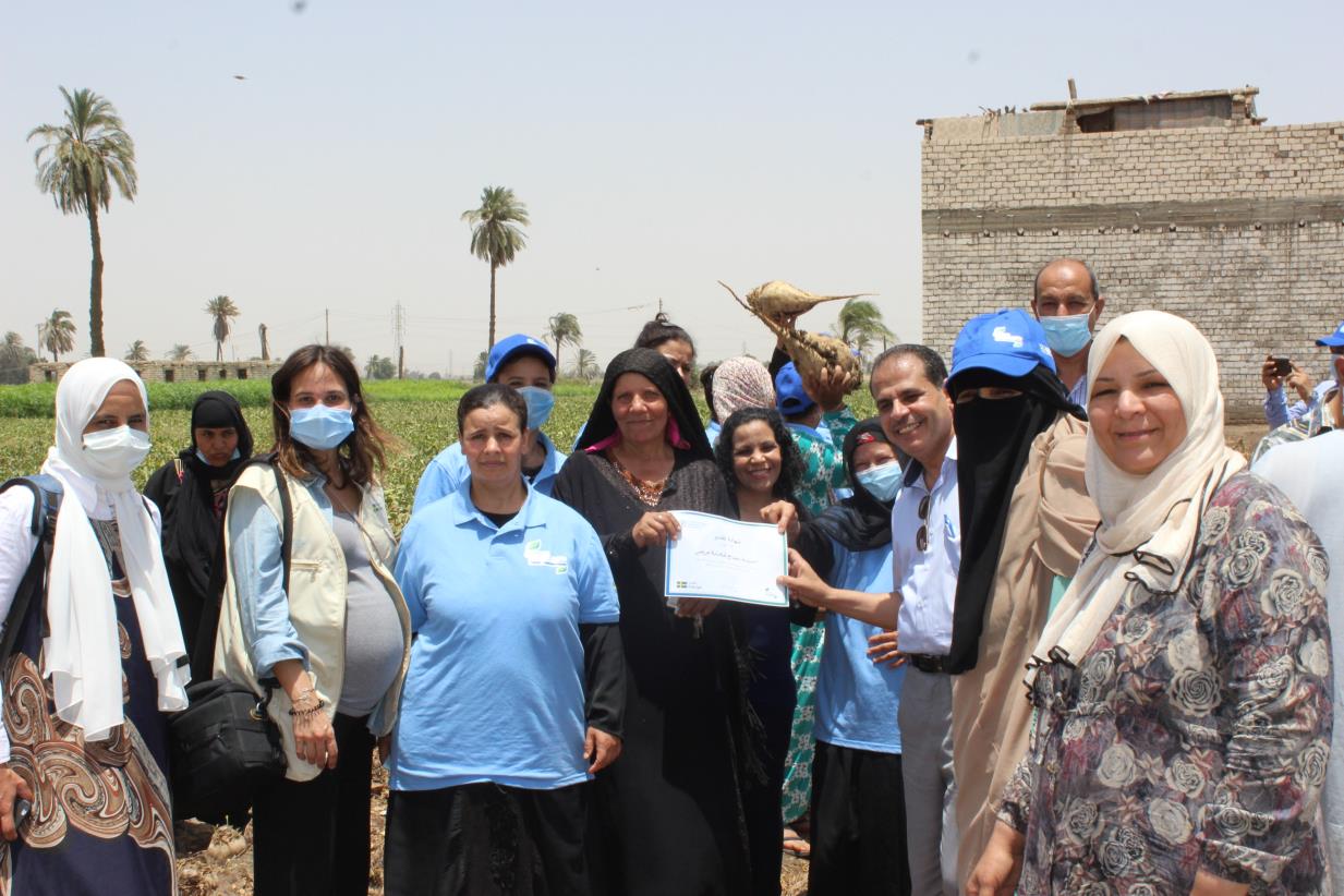 FAO implements graduation ceremonies for three Farmer Field Schools in Al-Minya, Egypt