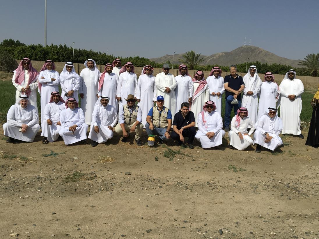 FAO and Saudi Arabia intensify efforts to prevent fall armyworm infestation