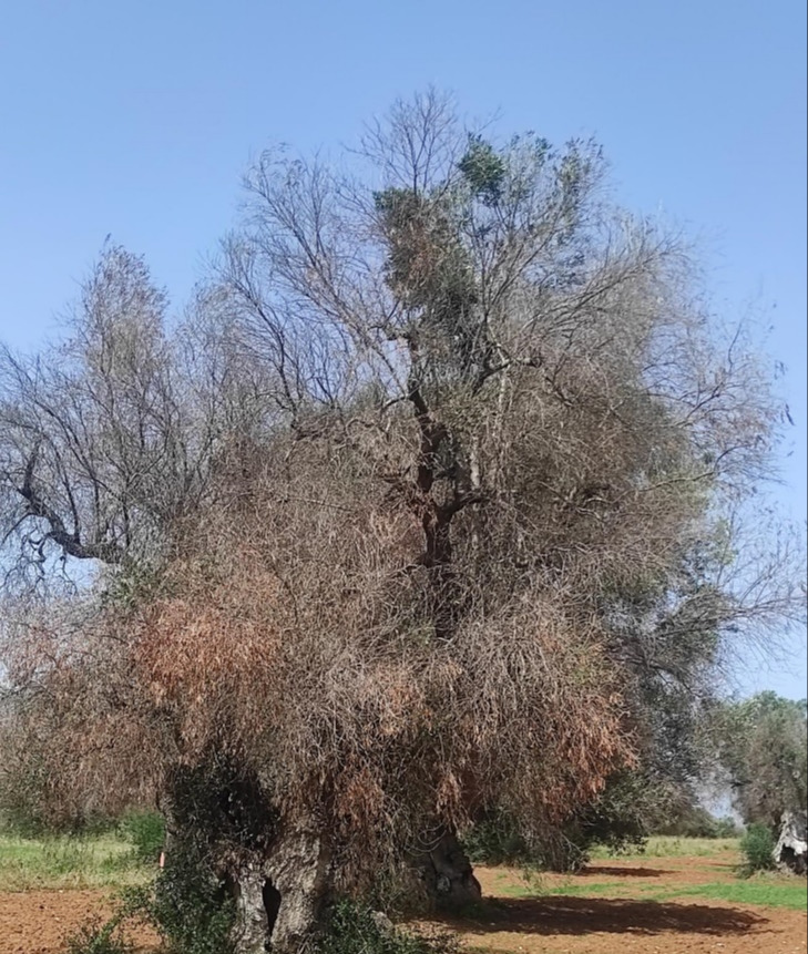 FAO Kicks Off Regional Initiative to Tackle Transboundary Plant Pest Threats in the NENA Region