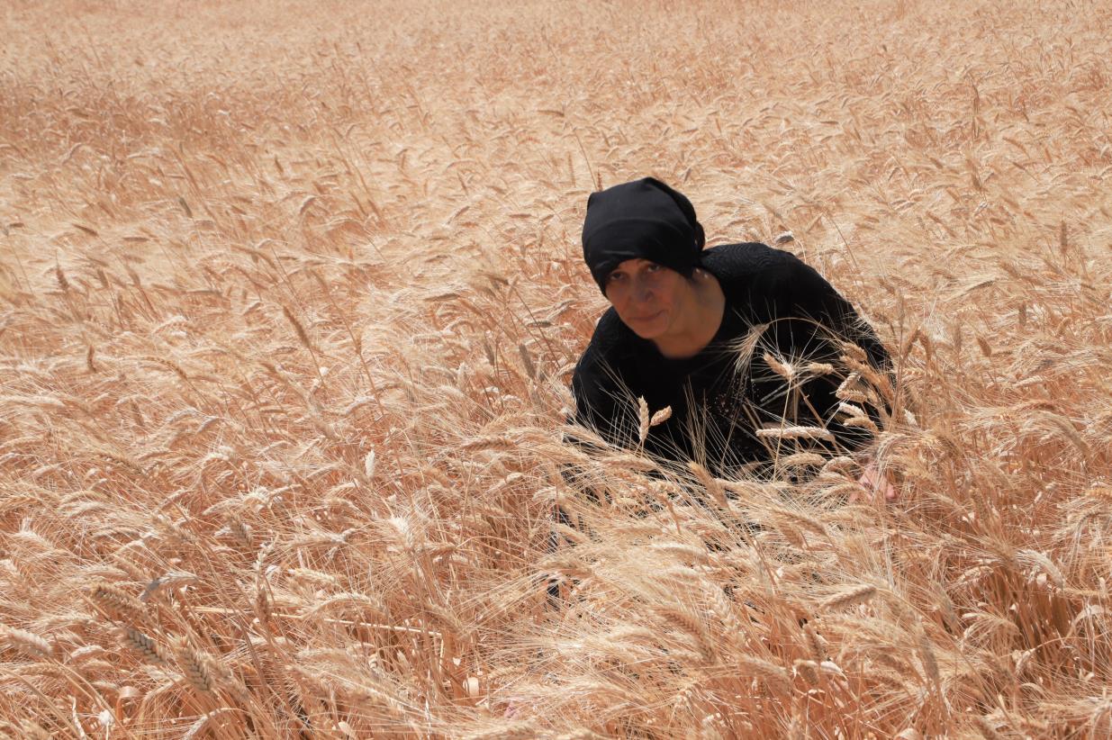 Returnee farmers on track to harvest more than 11,000 tons of good quality wheat