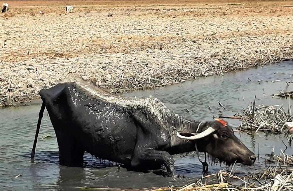 FAO warns of threat to Marshes, calls to help buffalo producers overcome climate change and water shortage