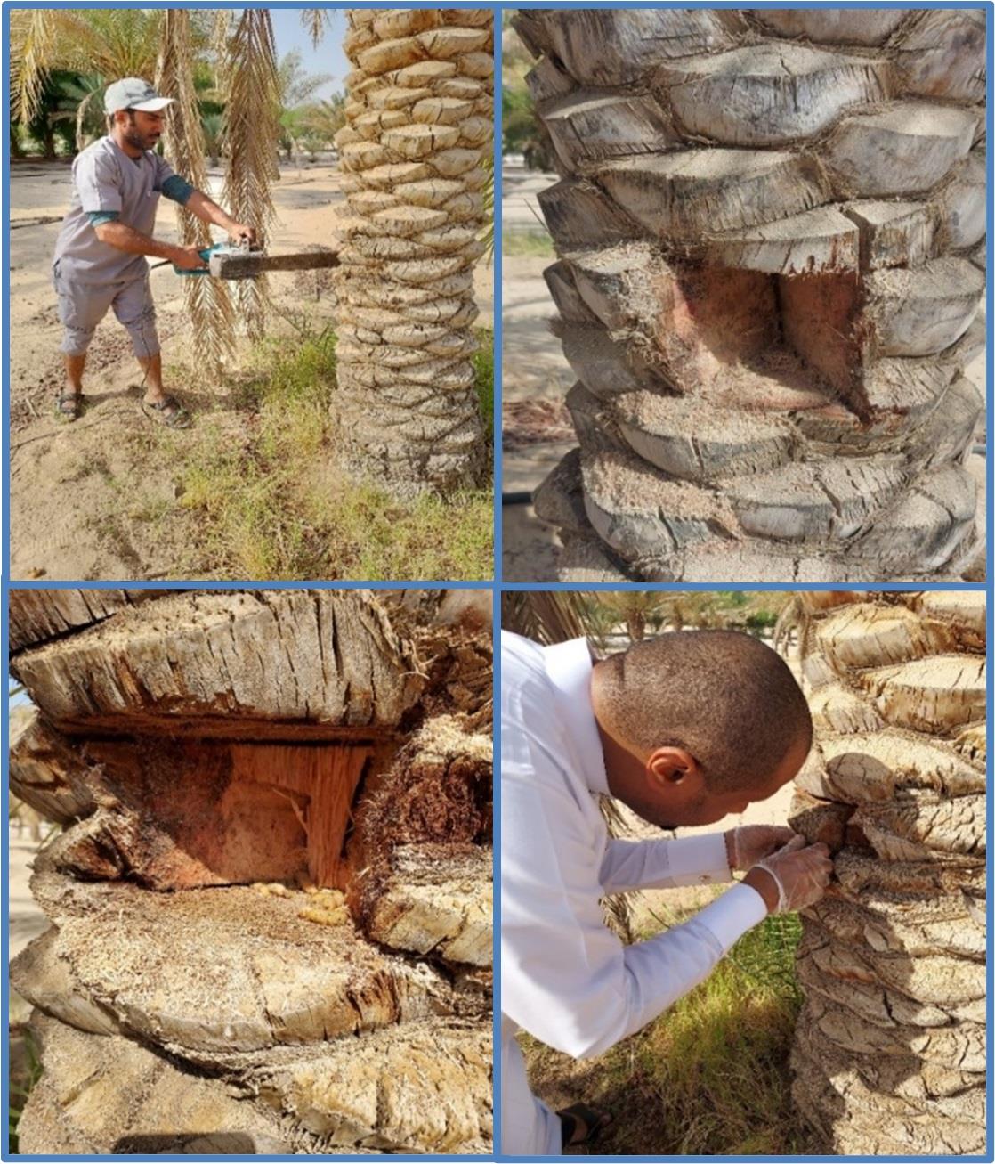 FAO collaborates with King Faisal University (KFU) to optimize the effective control of the Red Palm Weevil