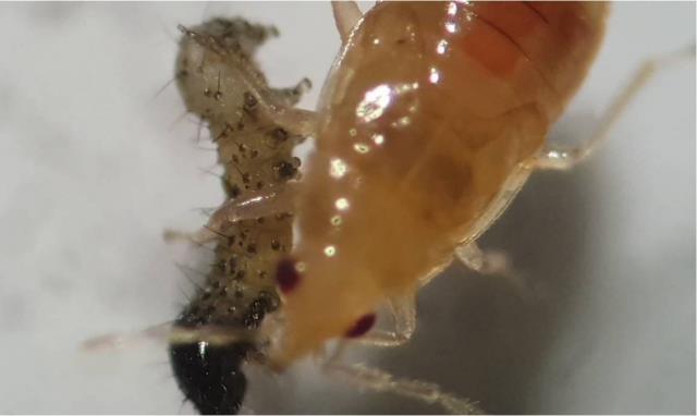 Strengthening capacities of NENA countries to mitigate fall armyworm: emergency preparedness and response