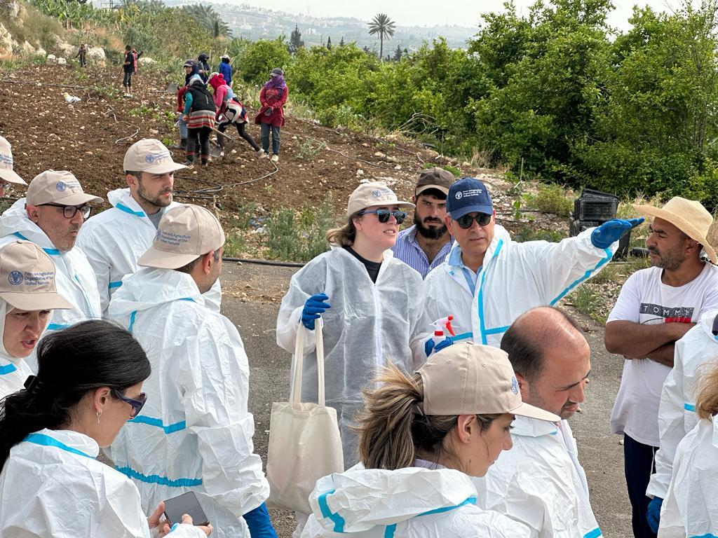FAO holds a workshop on the management of the destructive banana Fusarium wilt in Lebanon